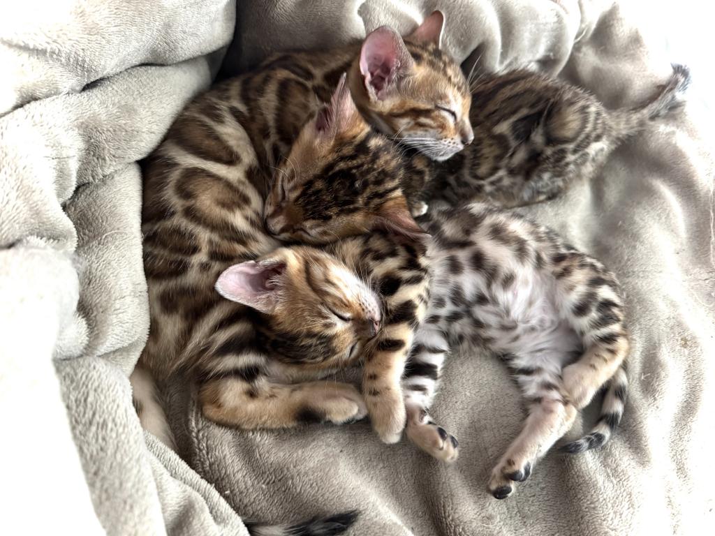 Designer Bengals photo 1