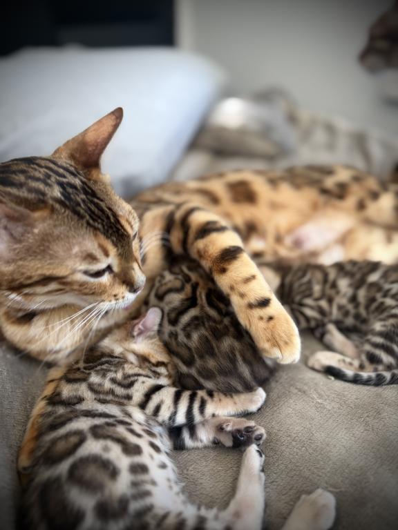 Designer Bengals photo 5