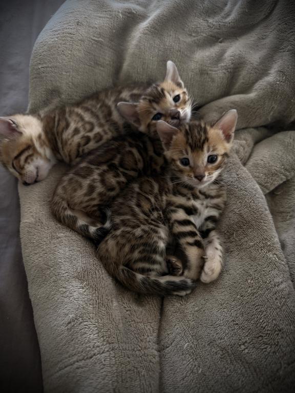 Designer Bengals photo 6