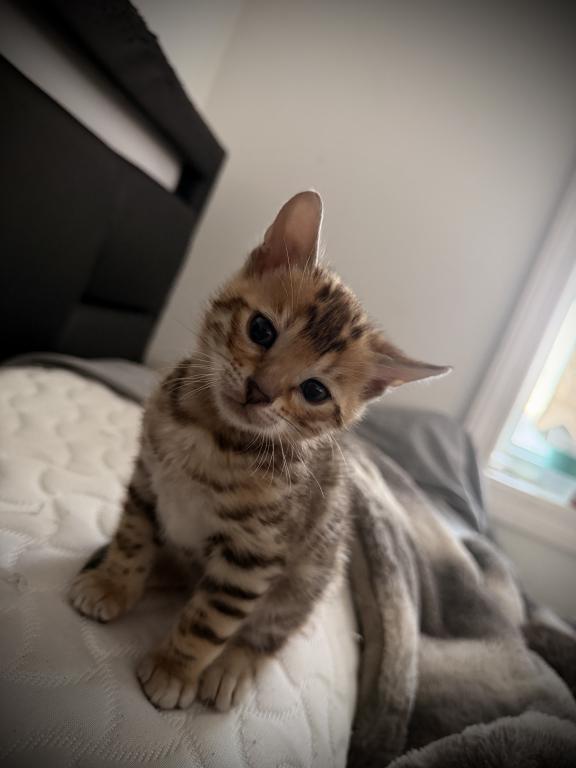 Designer Bengals photo 7
