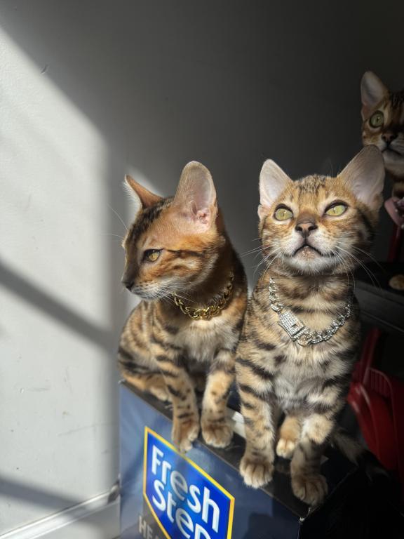 Designer Bengals photo 2