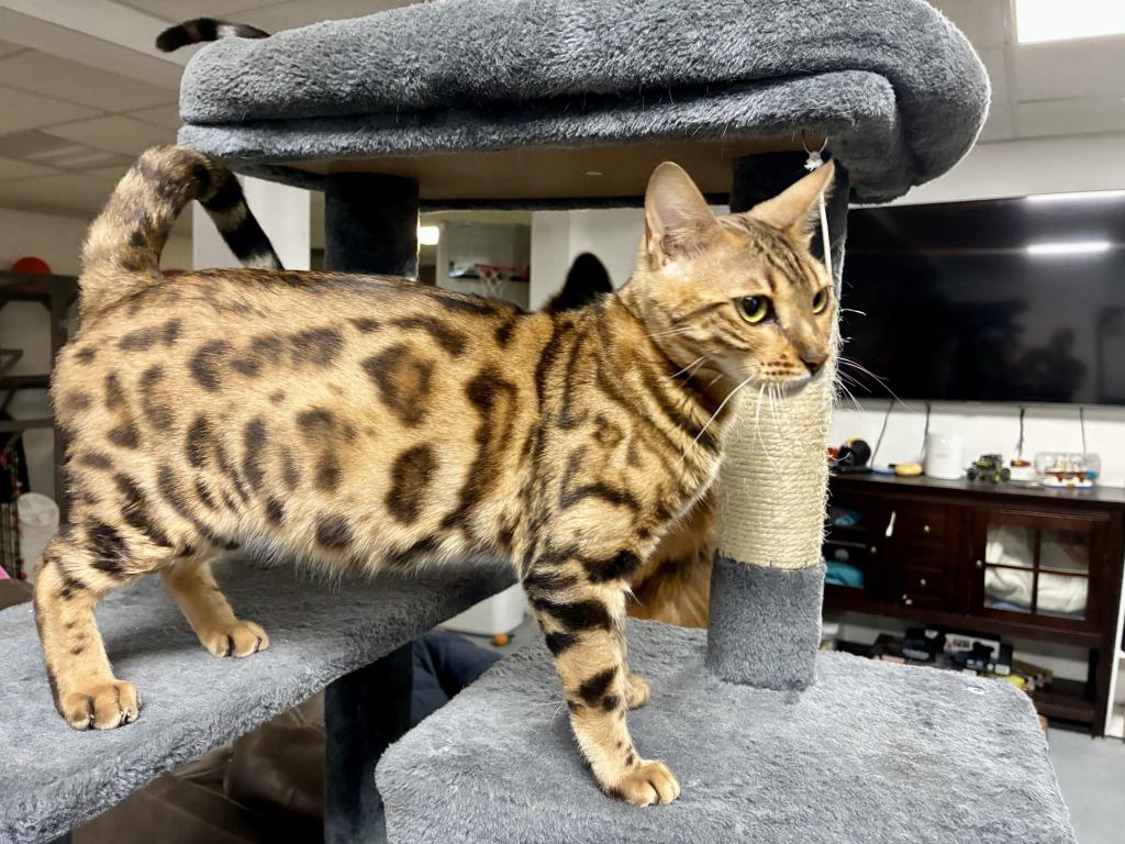 Paisley & Chow's Cashmere And Shorthaired Litter photo 2
