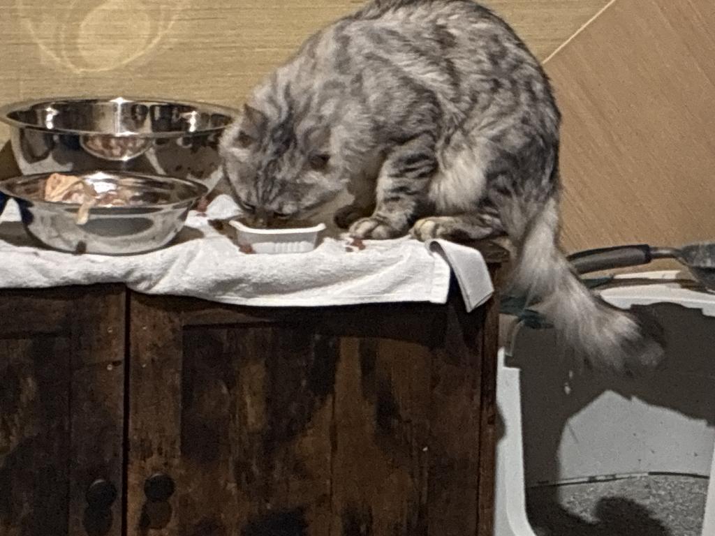 Paisley & Chow's Cashmere And Shorthaired Litter photo 6