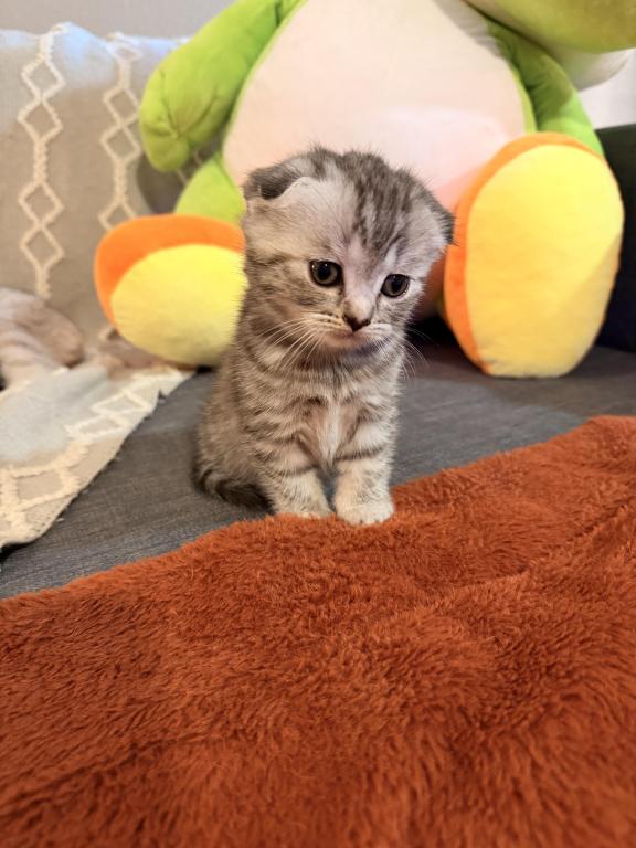 Mochi photo 8