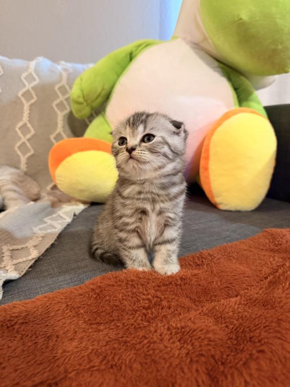 Mochi photo 10
