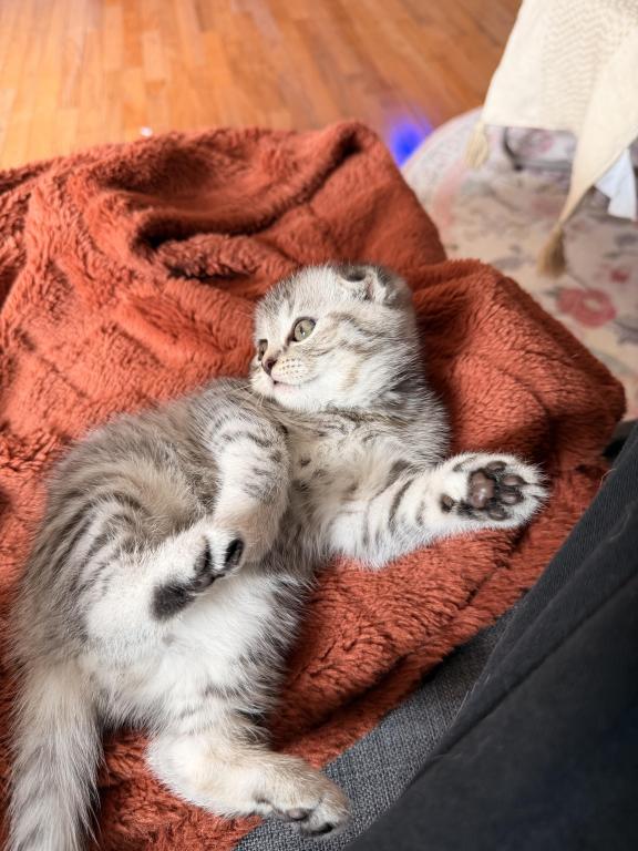 Mochi photo 2