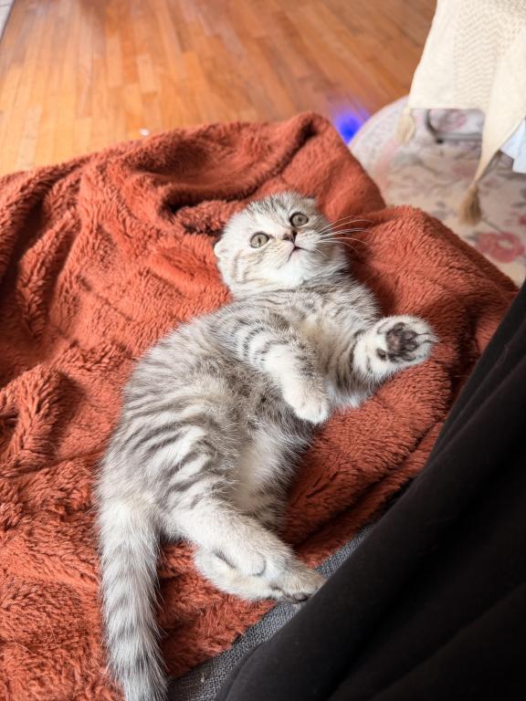 Mochi photo 3