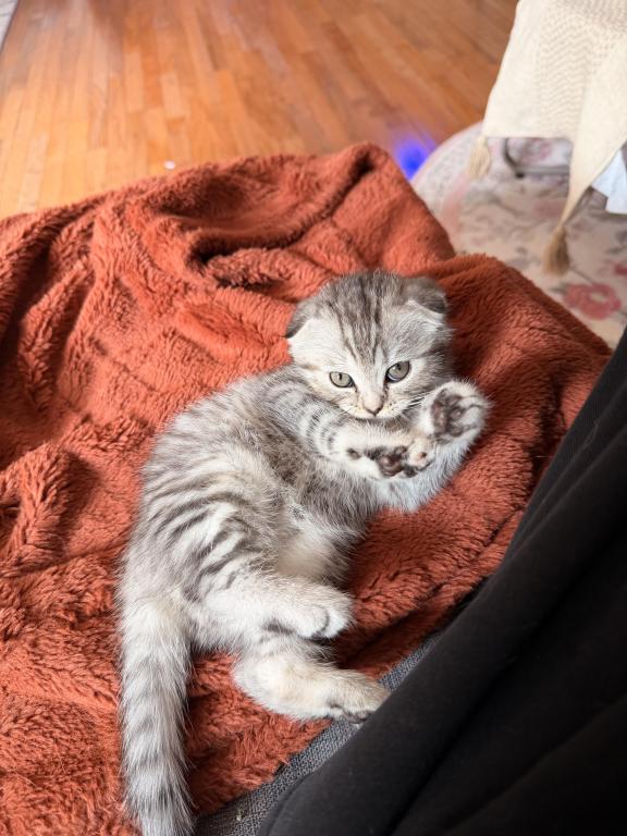 Mochi photo 4