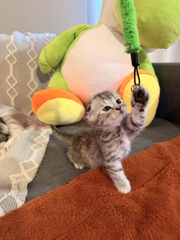 Mochi photo 7