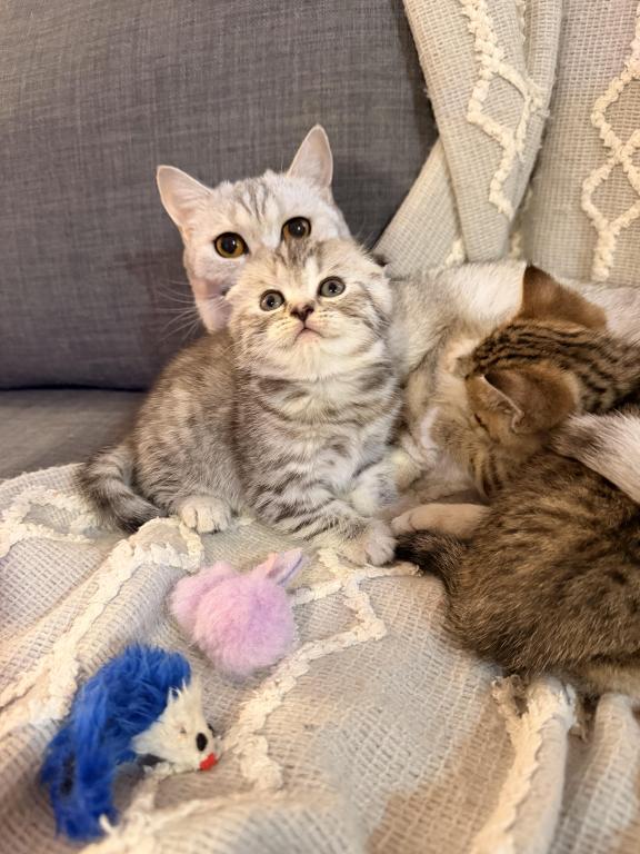 Mochi photo 6
