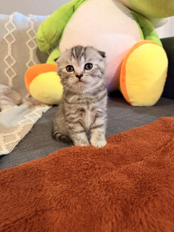 Mochi photo 1