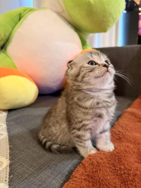 Mochi photo 9