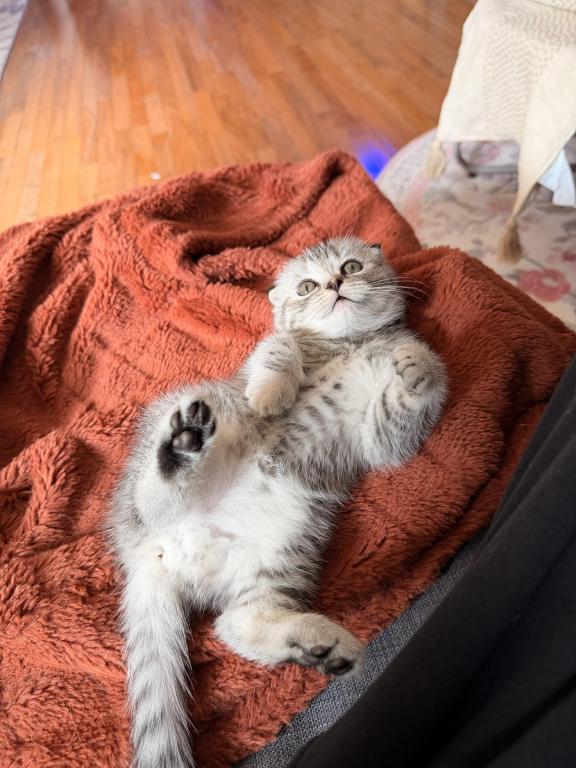 Mochi photo 5