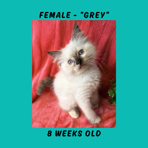 Cheesecake & Cracker Jack Litter photo 1