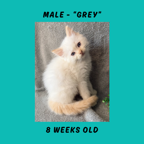 Cheesecake & Cracker Jack Litter photo 11