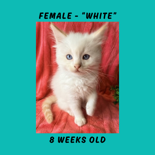 Cheesecake & Cracker Jack Litter photo 4