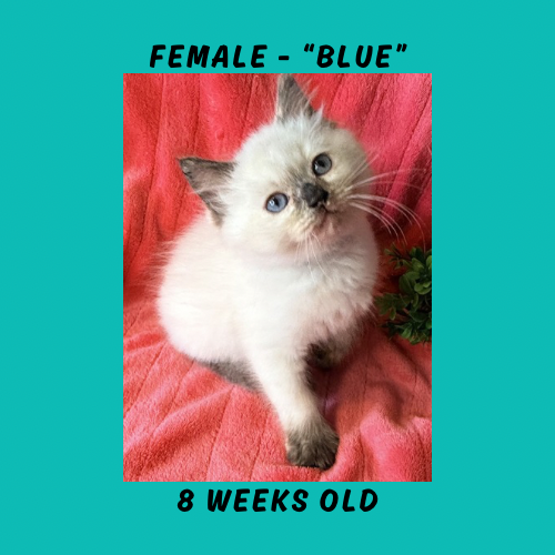 Cheesecake & Cracker Jack Litter photo 14