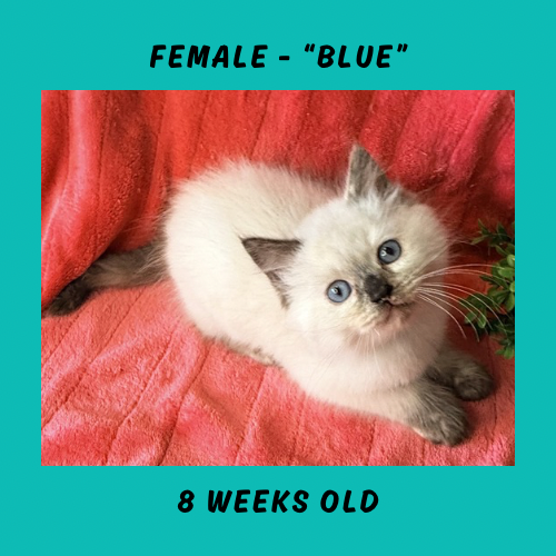 Cheesecake & Cracker Jack Litter photo 13