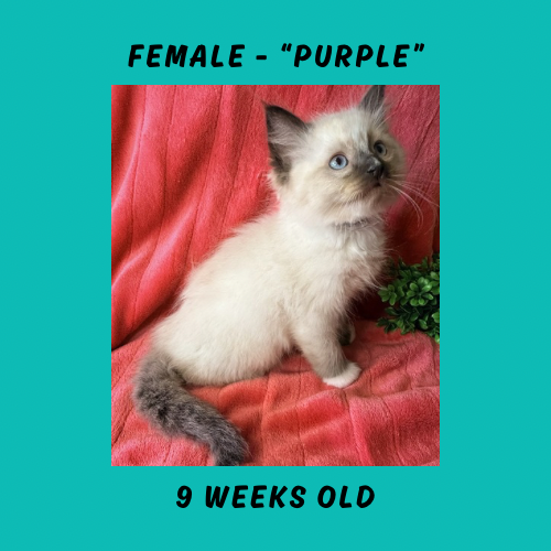 Cheesecake & Cracker Jack Litter photo 7