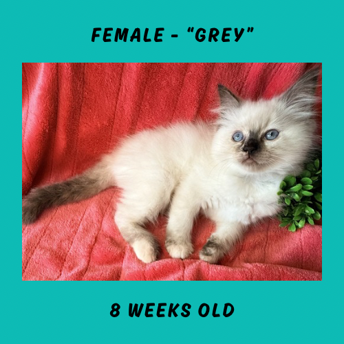 Cheesecake & Cracker Jack Litter photo 12
