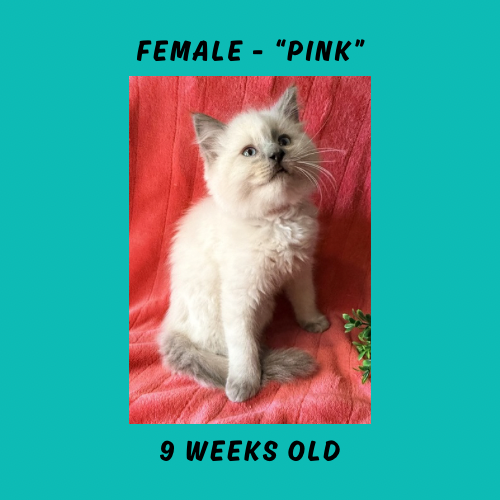 Cheesecake & Cracker Jack Litter photo 9