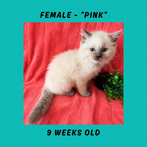 Cheesecake & Cracker Jack Litter photo 8