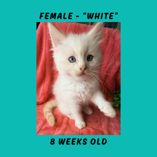 Cheesecake & Cracker Jack Litter photo 5