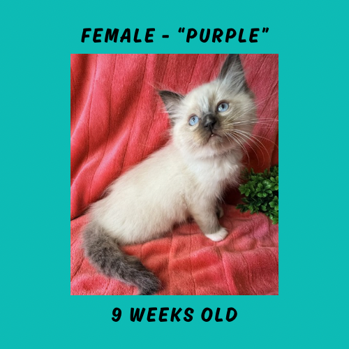 Cheesecake & Cracker Jack Litter photo 6