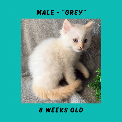 Cheesecake & Cracker Jack Litter photo 10