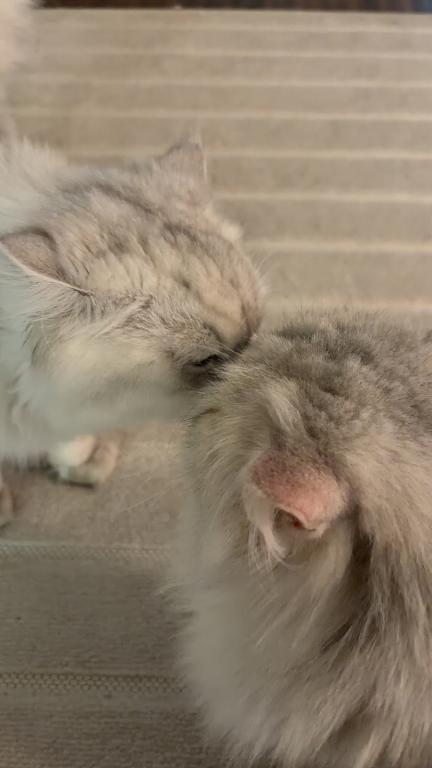 Romeo photo 2