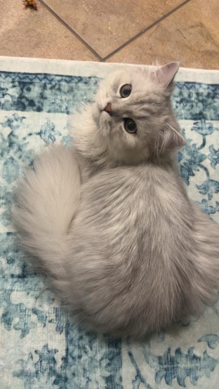 Romeo photo 3