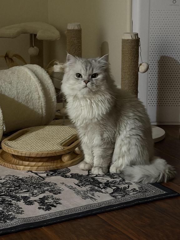 Romeo