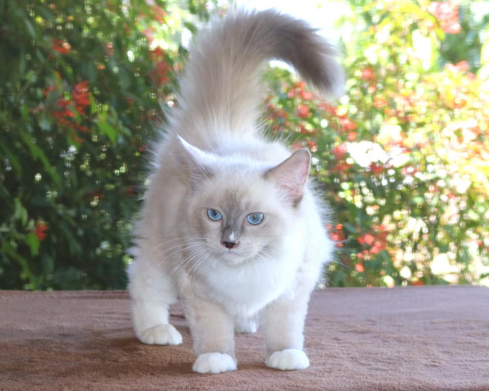 Ragdoll Kitten Francis Blue Lilac Female Mitted