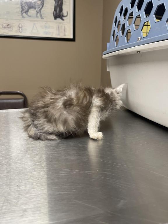 Silver Tortie photo 2