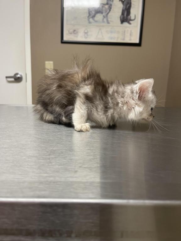 Silver Tortie photo 3
