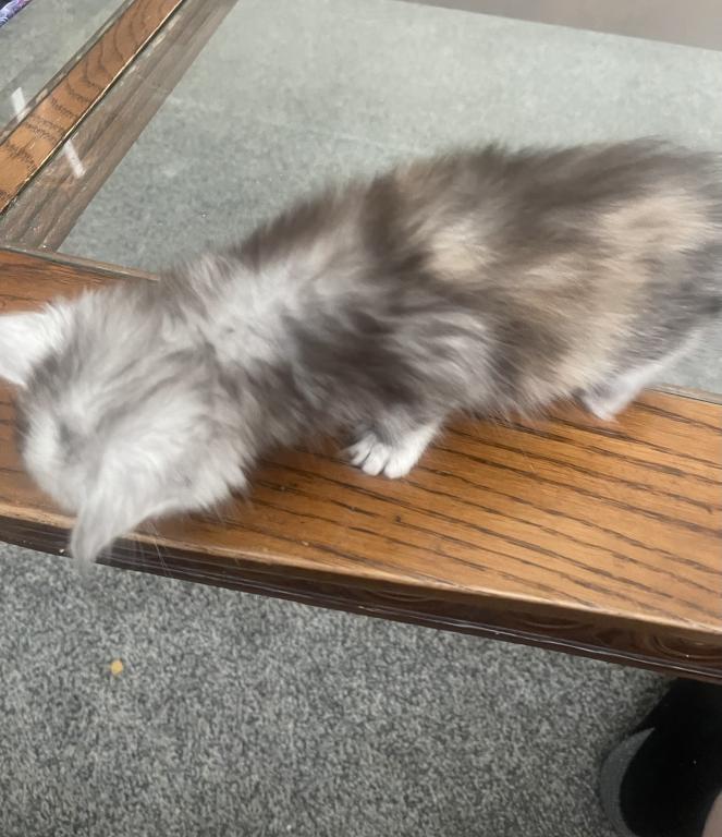 Silver Tortie photo 5