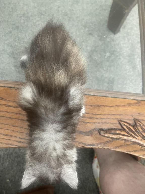 Silver Tortie photo 4