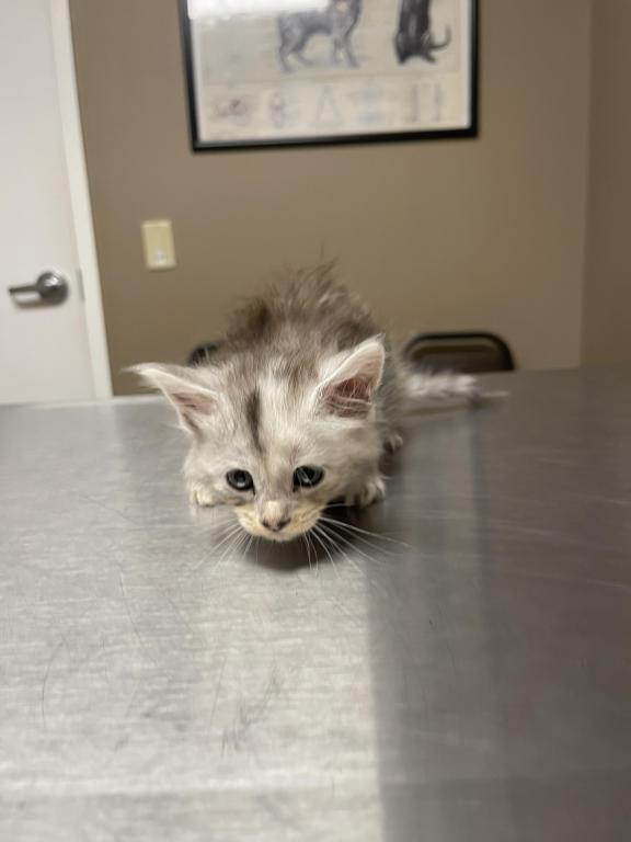 Silver Tortie