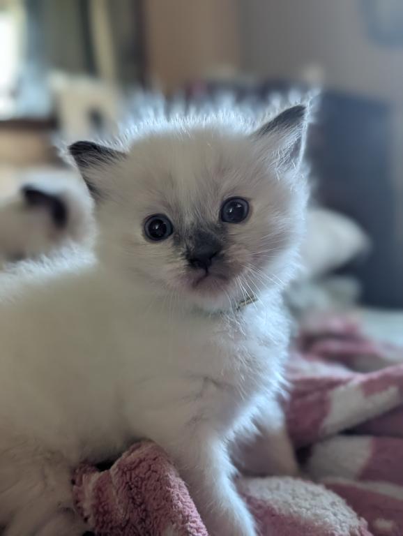 Juniper photo 4