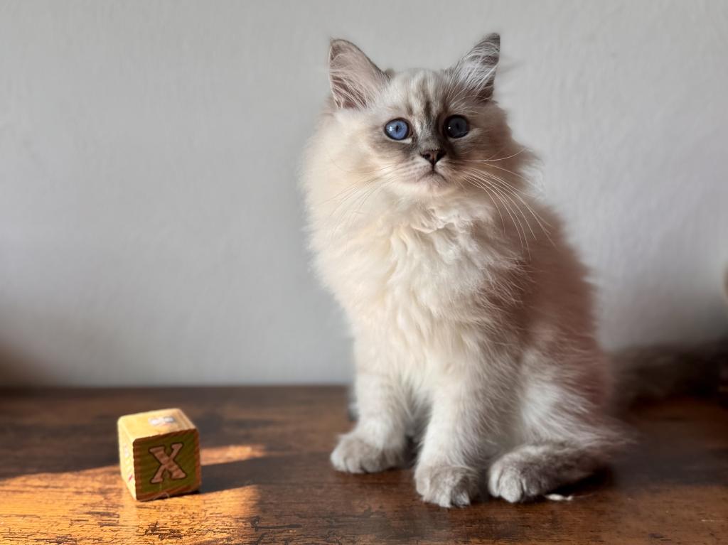 Moon Blue Tabby Point photo 2