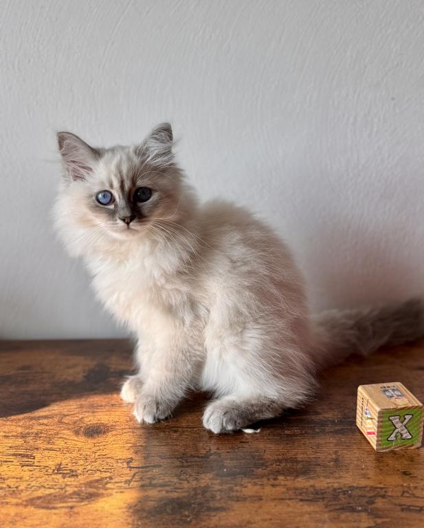 Moon Blue Tabby Point