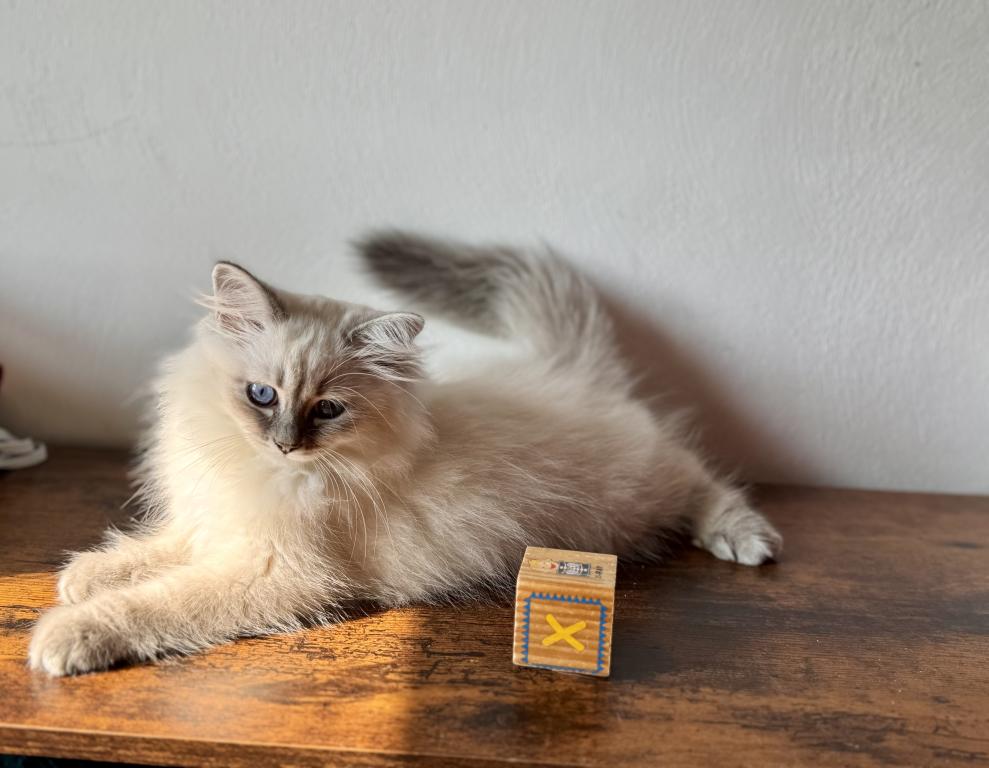 Moon Blue Tabby Point photo 5