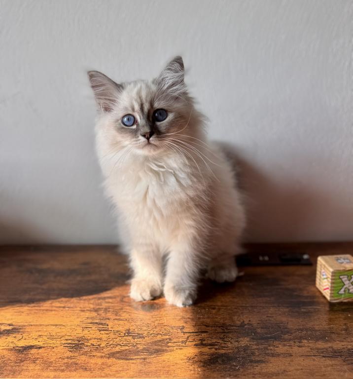 Moon Blue Tabby Point photo 3
