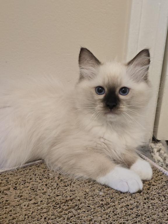 Luxury Ragdolls TICA Registered photo 7