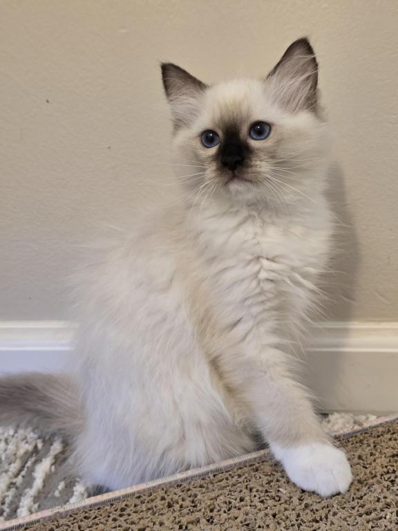 Luxury Ragdolls TICA Registered photo 4