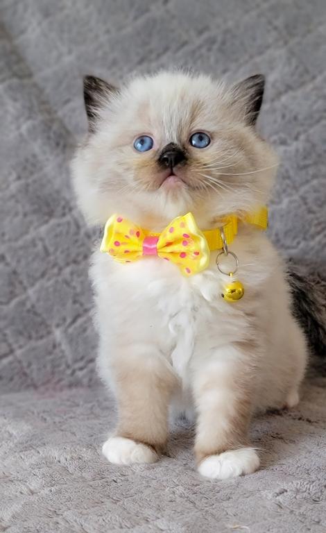 Luxury Ragdolls TICA Registered photo 1