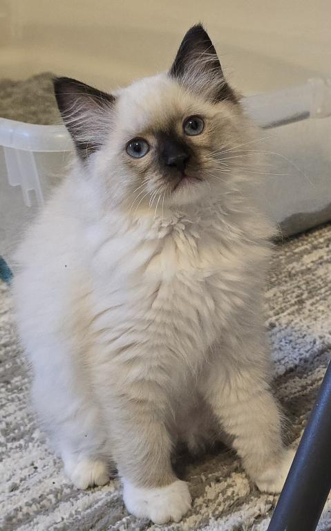 Luxury Ragdolls TICA Registered photo 6