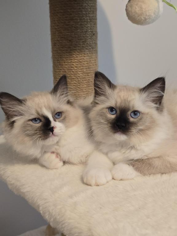 Luxury Ragdolls TICA Registered photo 8