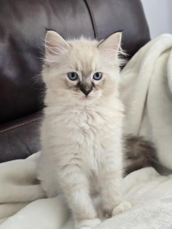 Luxury Ragdolls TICA Registered photo 5