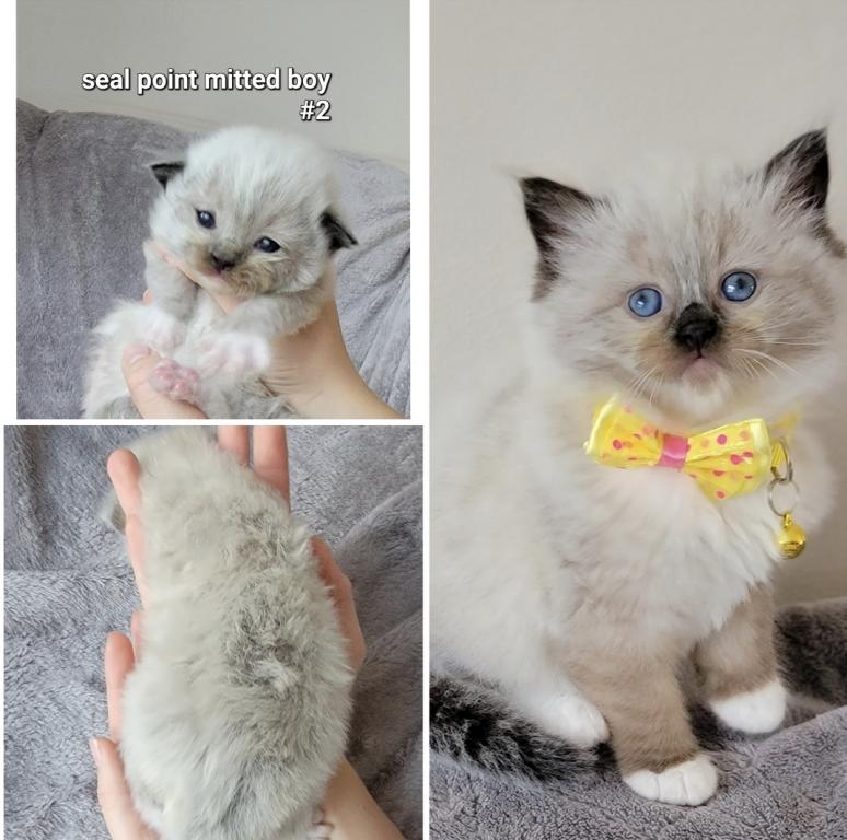 Luxury Ragdolls TICA Registered photo 2